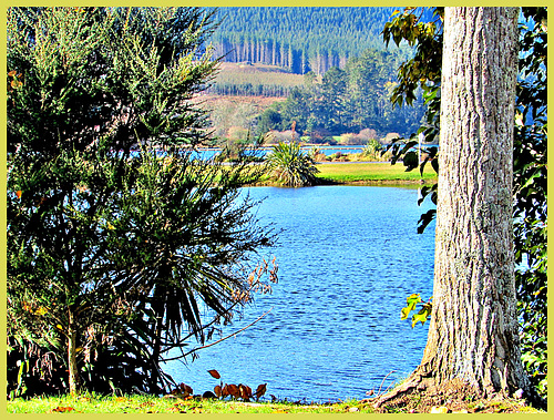 View Between Trees