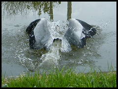 heron makes a splash