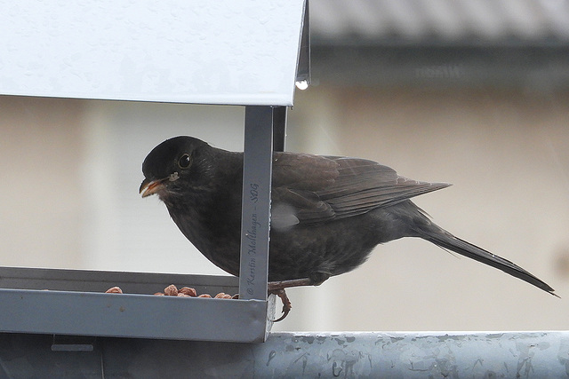 Amsel