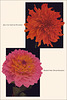 Garden Bulbs In Color (16), 1938/45