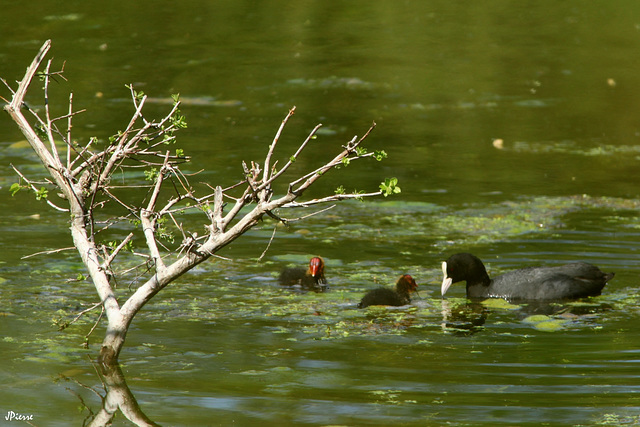 Foulque (s)