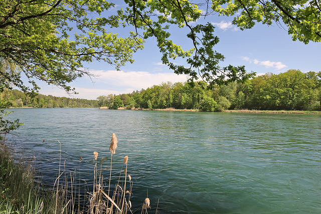 Rüdlingen - Am Alten Rhein  (7)