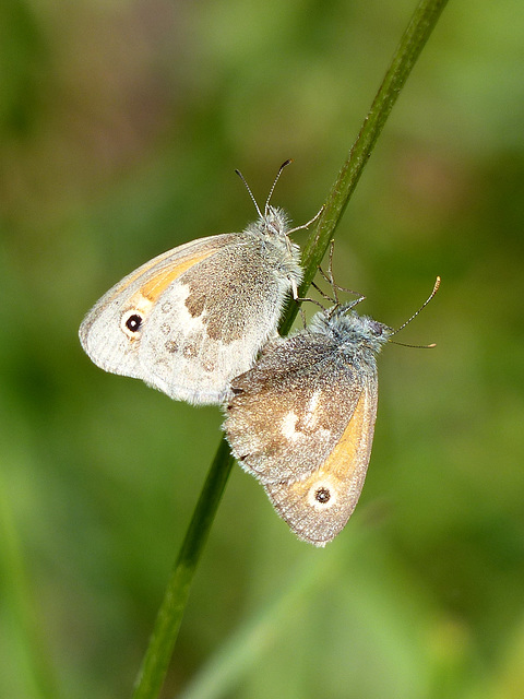 Kleines Wiesenvögelchen - Coenonympha pamphilus - Small Heath