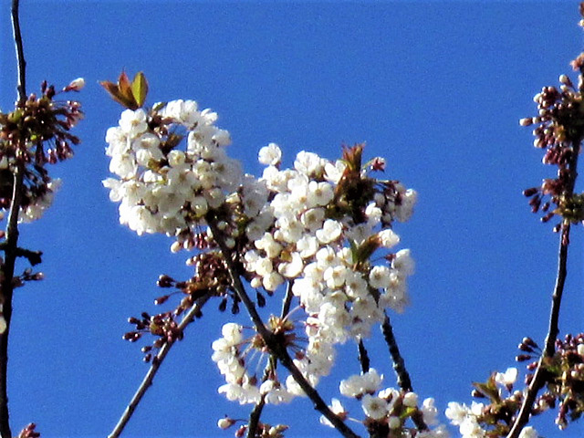 The blossom looks so good with blue sky