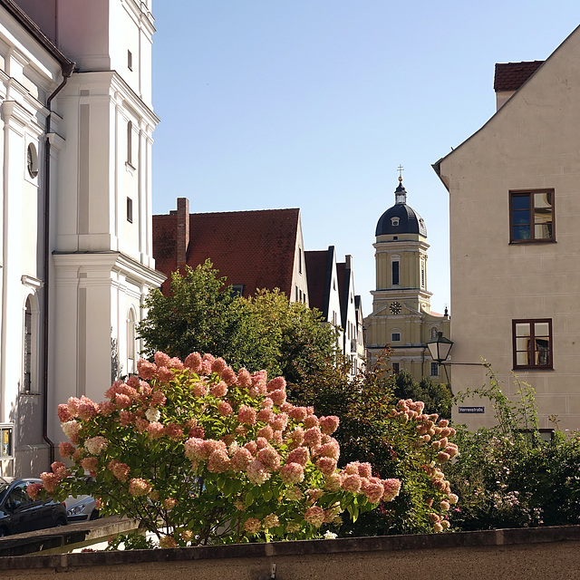 Flowerpower an der Herrenstraße