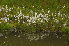 Bog Cotton reflection