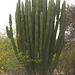 IMG 2831 Cactus-1