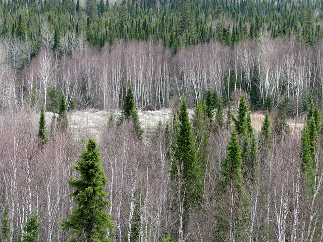 Beauté de la nature d'ici