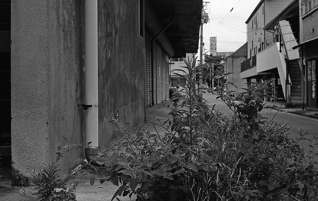 Weeds on the road edge