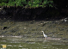 Heron