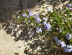 Granada El Albaicin