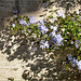 Granada El Albaicin