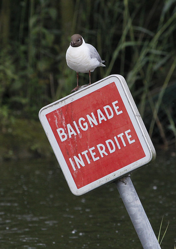 Fait rire la mouette....:-)