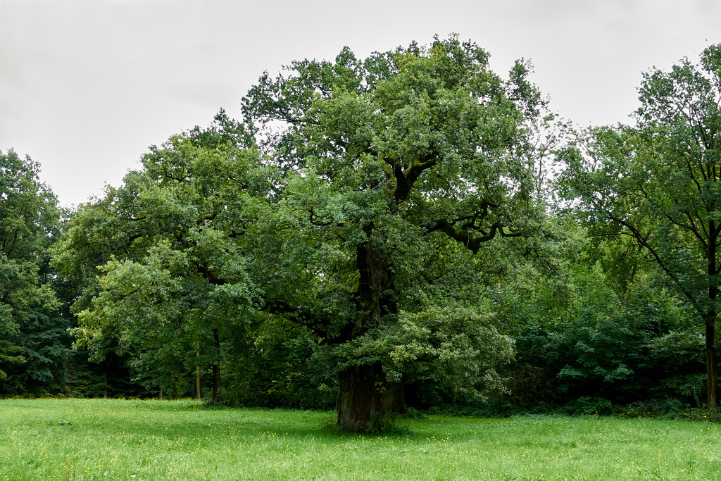 baum-01402