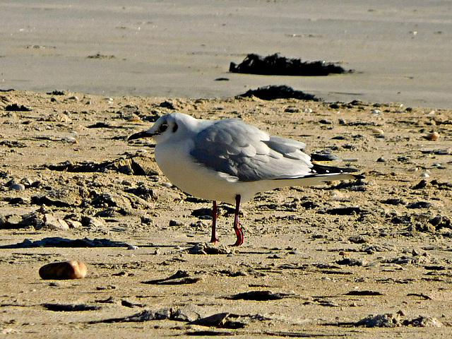 mouette rieuse,