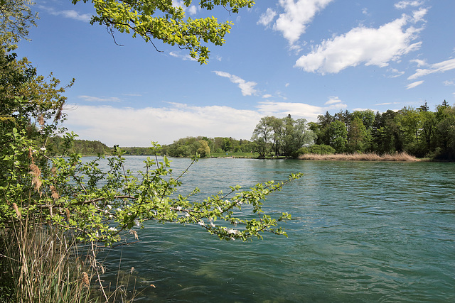 Rüdlingen - Am Alten Rhein (8)