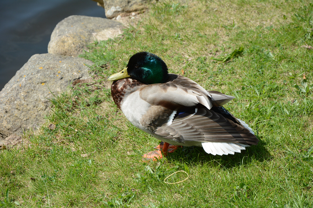 Denmark, Frederiksborg Castle Park, The Drake