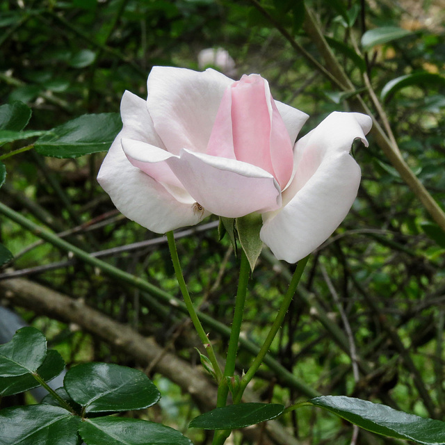 Rose bud a few days later