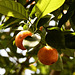 Apfelsinen auf der Insel Mainau