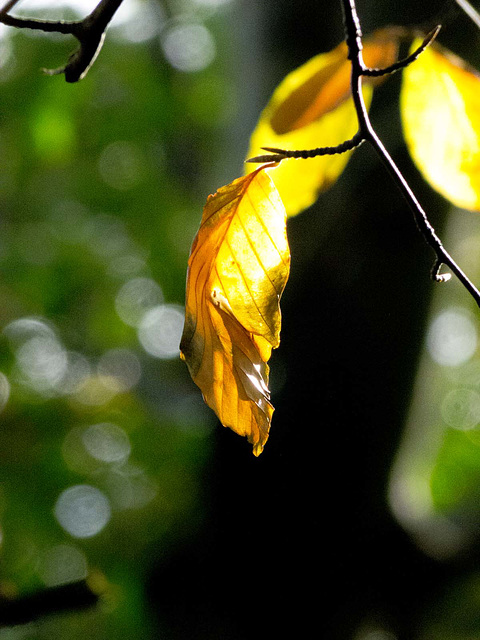 Backlit leaf (1)