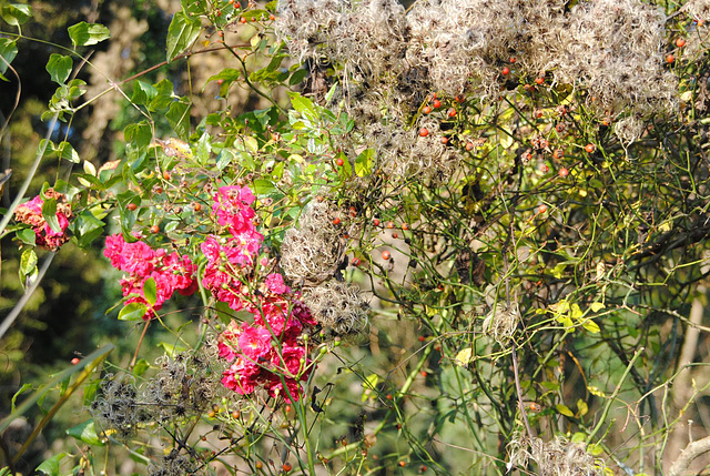 Wirrwar im Herbst