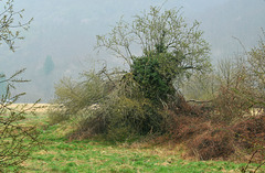 Un groviglio... di primavera !