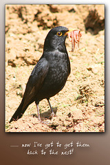 Worms for dinner for the Blackbird family