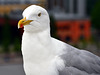 Seagull