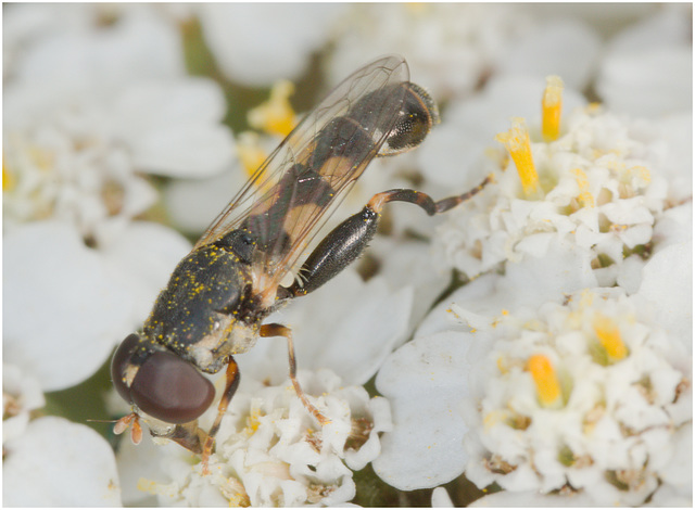 IMG 9256 Hoverfly