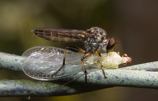 IMG 8218 Robberfly-2