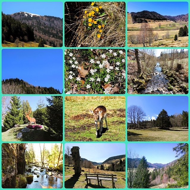 Bilder des Tages - 05.042025 - Menzenschwand