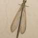 IMG 2833 Ant Lion
