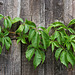 False Virginia Creeper