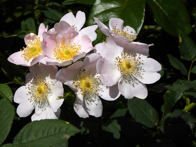 dog rose