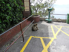 Affenliebe auf Gibraltar HFF