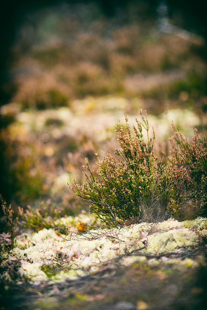 Forêt de Fontainebleau