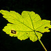 Backlit leaf (2)