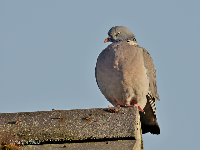 Wood Pigeon