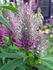 Trifolium rubens in the rain