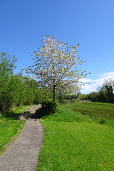 Apple Trees In Fermanagh
