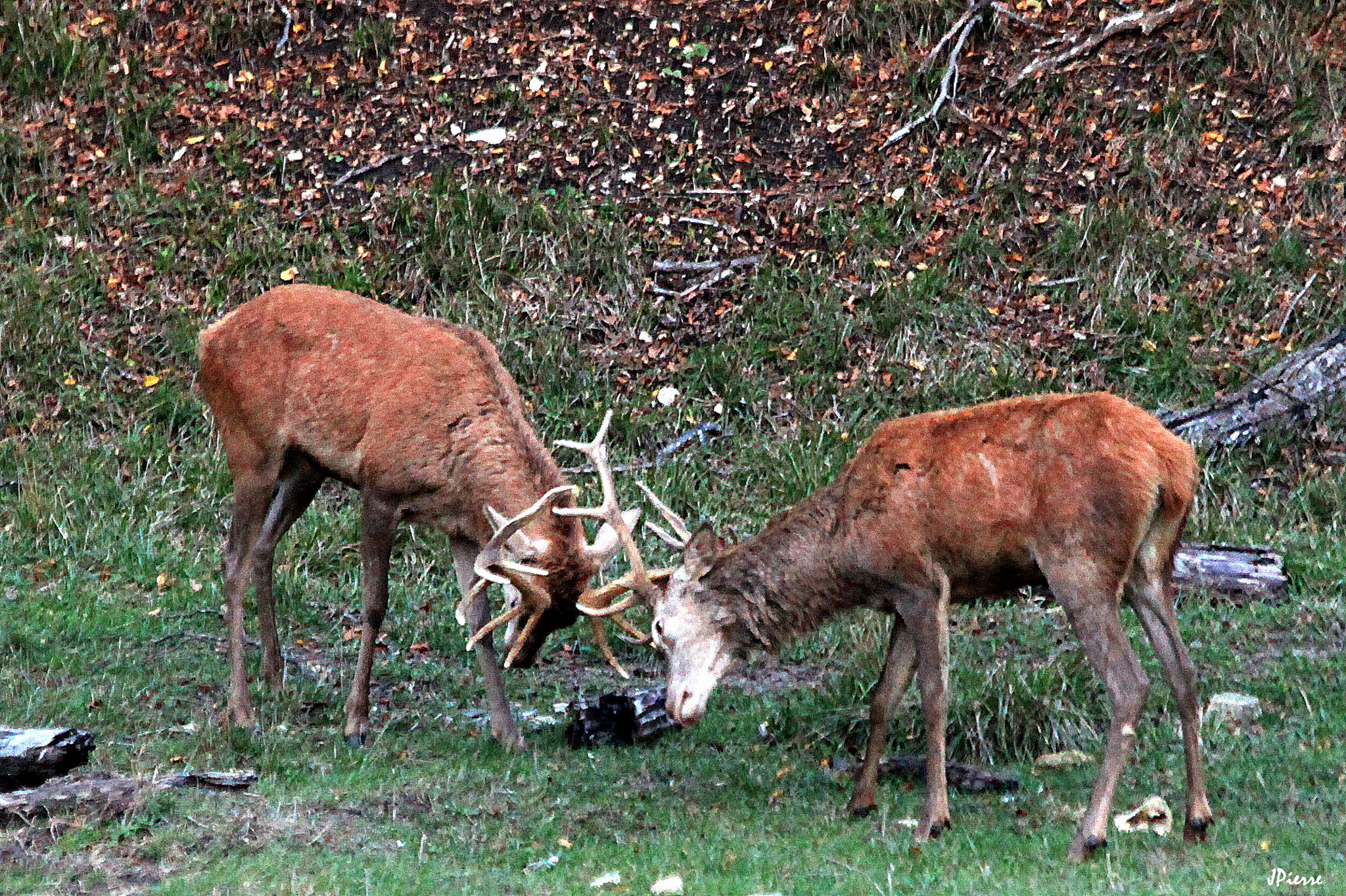 Boucliers de bois