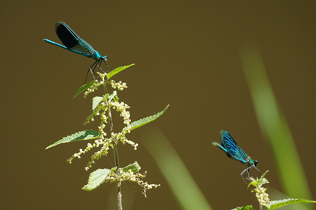 Calopteryx splendens @ Urtica dioica