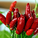 Tabasco-Ernte (2*PiP)
