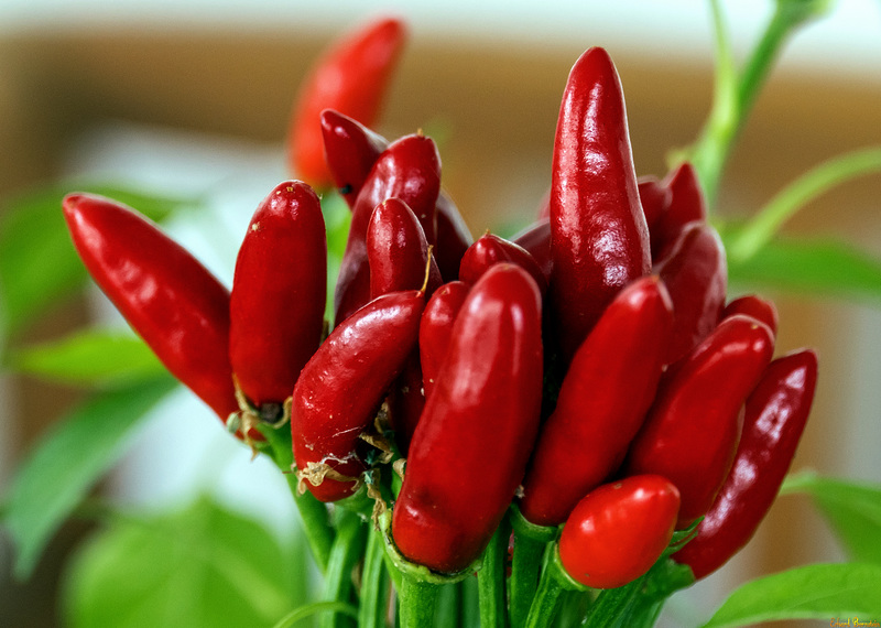 Tabasco-Ernte (2*PiP)