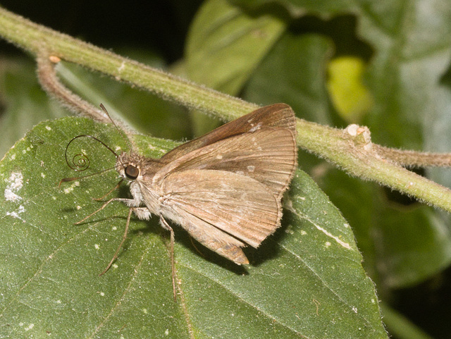 IMG 8220 Skipper-2