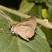 IMG 8220 Skipper-2