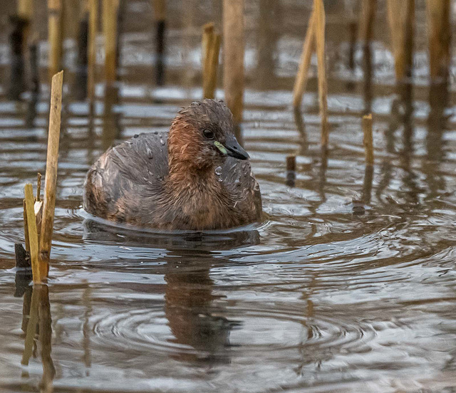 Little grebe