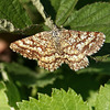 Phalène picotée, femelle, Spotted moth, female (Ematurga atomaria)