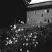 Cosmos