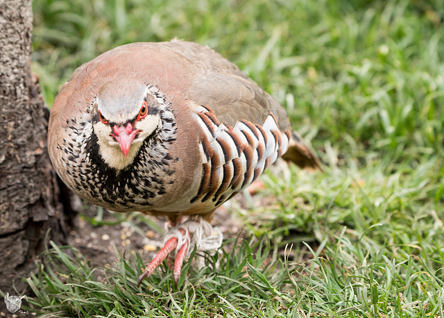 Partridge